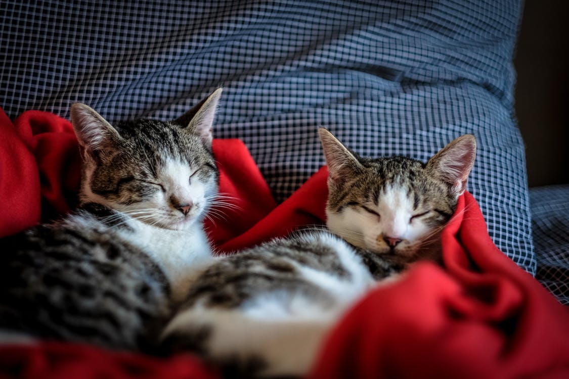 2 Cats sleeping on red blanket